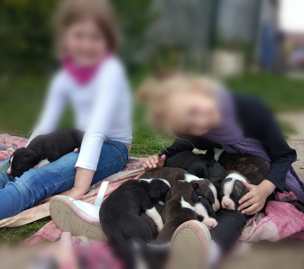 Du Domaine Du Sautadet - American Staffordshire Terrier - Portée née le 21/04/2020