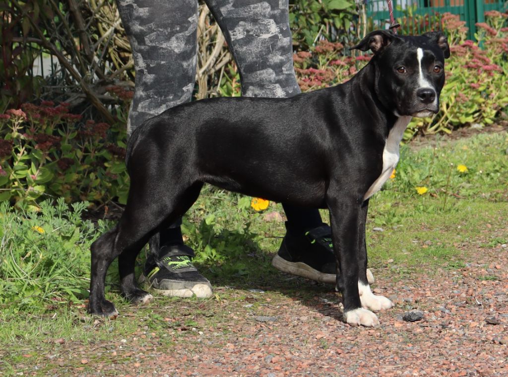 Du Domaine Du Sautadet - Chiots disponibles - American Staffordshire Terrier